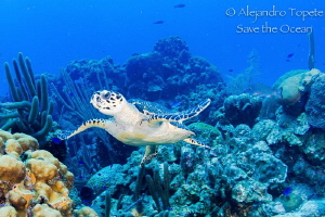 Turtle in the Reef, San Pedro Belize by Alejandro Topete 